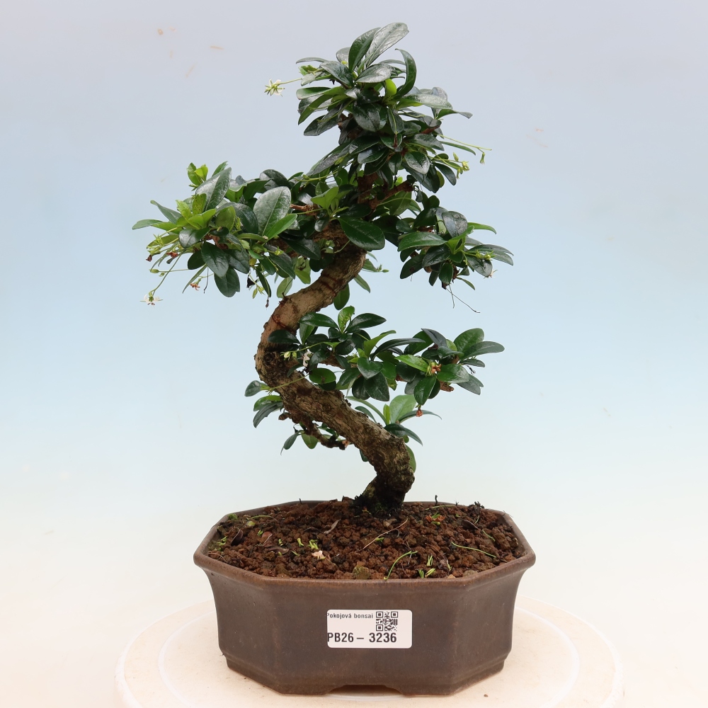 Bonsaï de chambre - Carmona macrophylla - Tea fuki