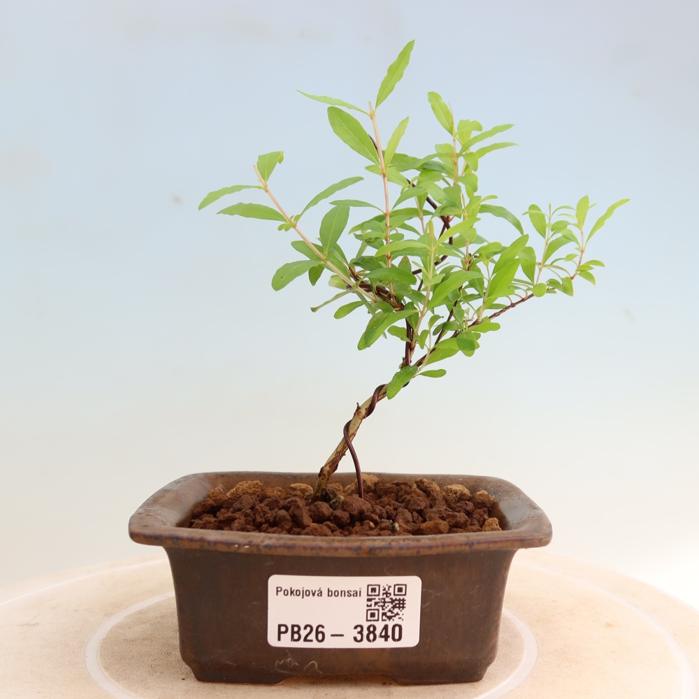 Bonsaï de chambre-PUNICA granatum nana-Pomme grenat