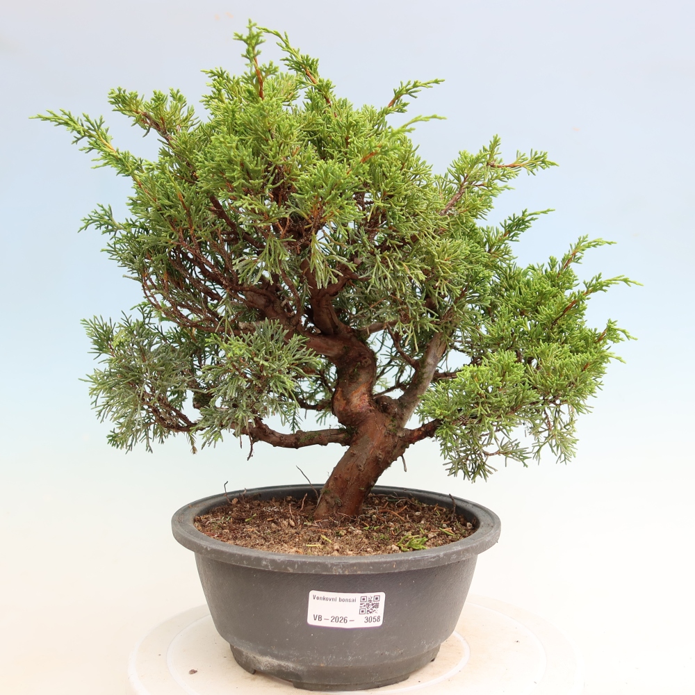 Bonsaï d'extérieur - Juniperus chinensis Itoigawa-Juniperus chinensis