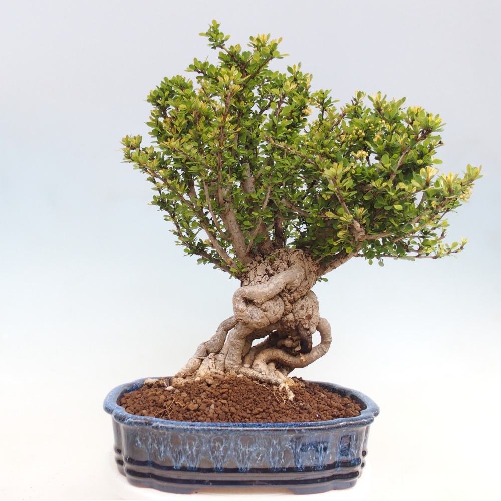 Bonsaï d'extérieur - Berberis coreana