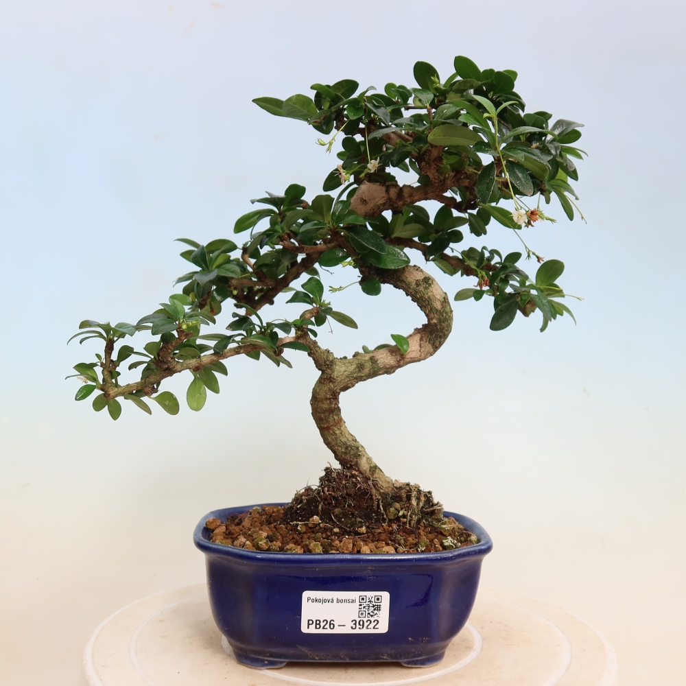 Bonsaï de chambre - Carmona macrophylla - Tea fuki