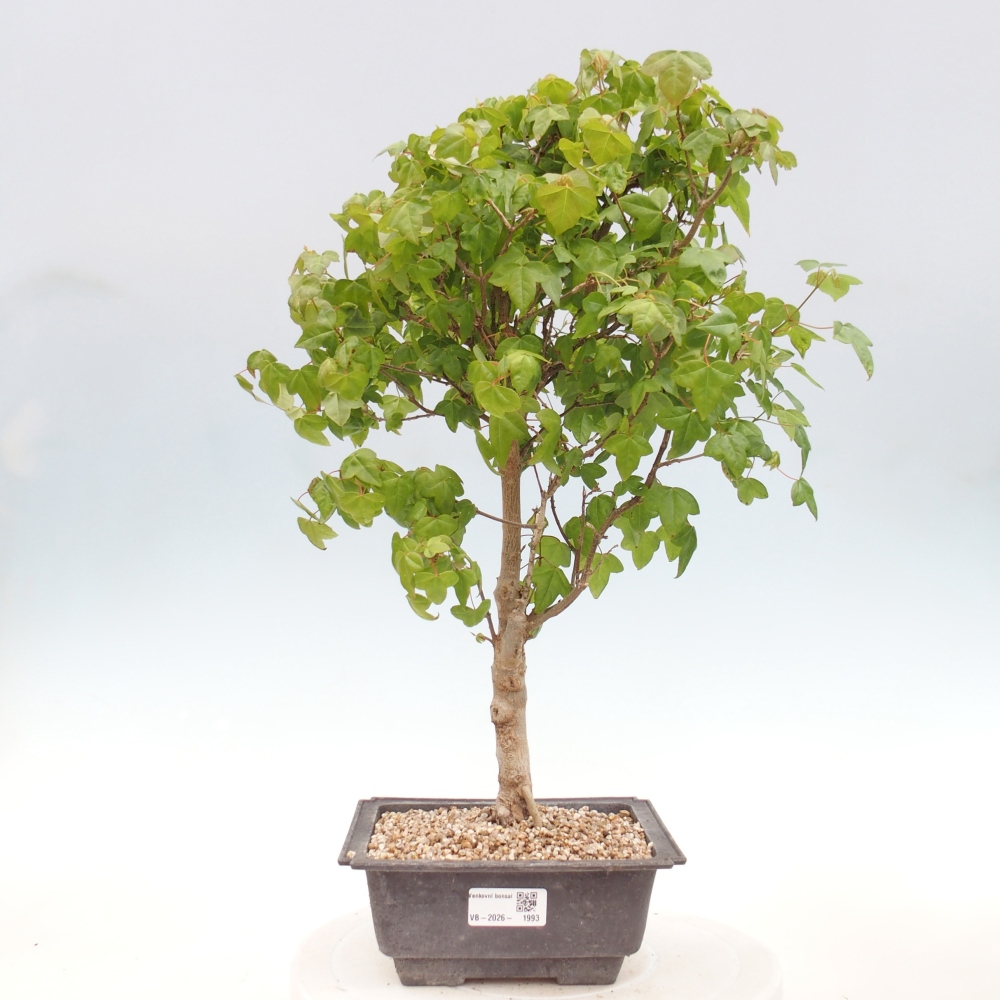 Bonsaï d'extérieur - Acer Buergerianum - Burger Maple