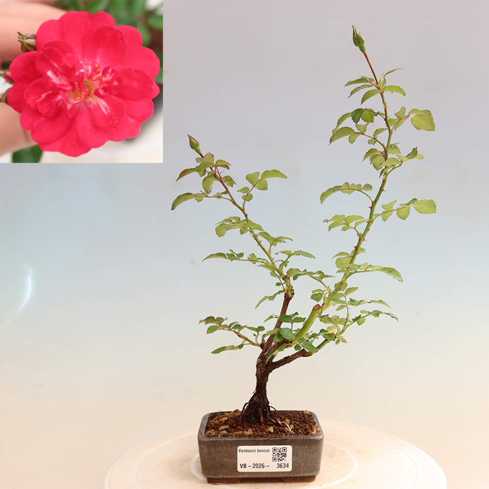 Bonsaï d'extérieur - Rosa Kordes - rose