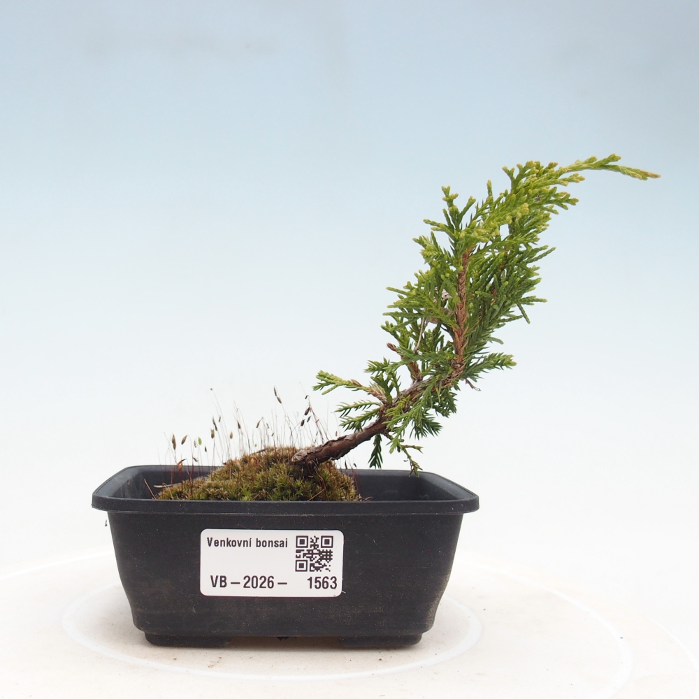 Bonsaï d'extérieur - Juniperus chinensis Itoigawa