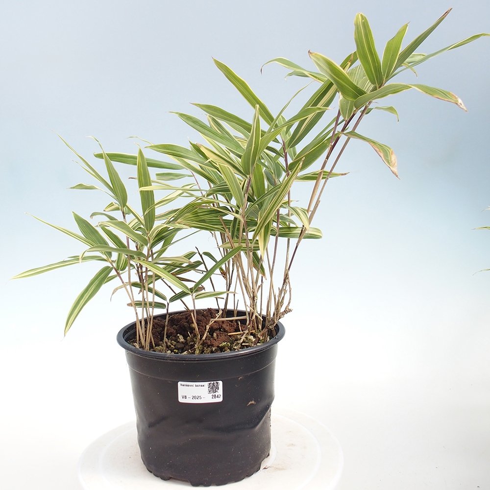 Bonsaï d'extérieur - Sasaella masamuneana Albostriata - Bambou