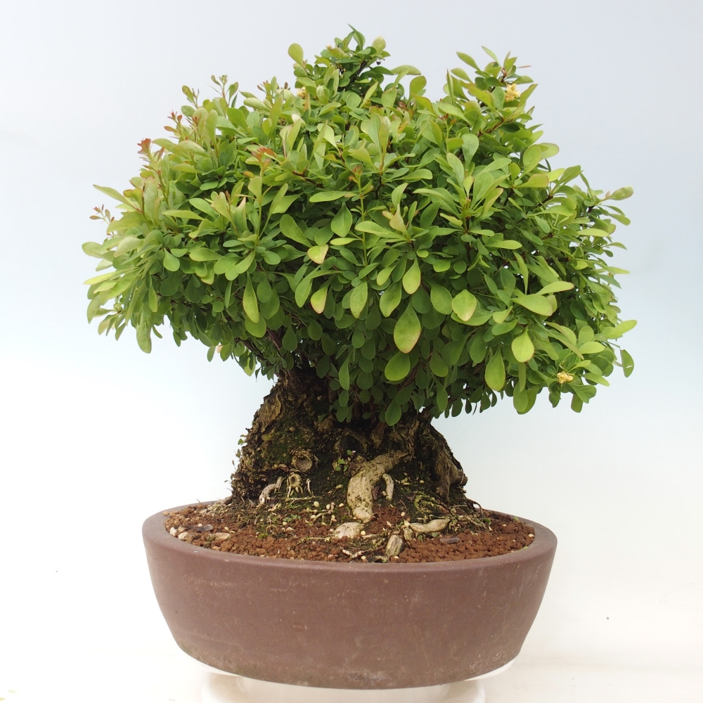 Bonsaï d'extérieur - Épine-vinette - Berberis thunbergii atropurpurea