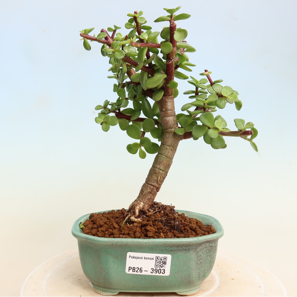 Bonsaï de chambre - Portulakaria Afra - Tlustice