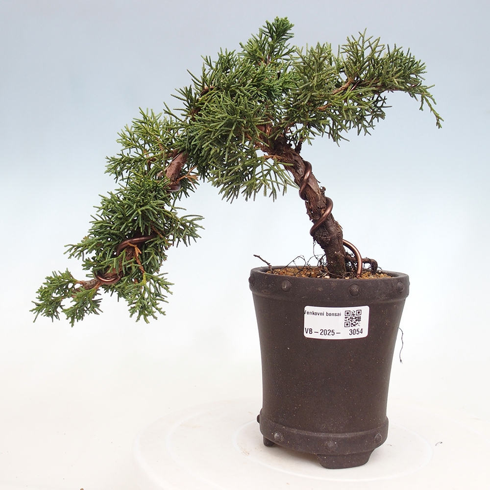 Bonsaï d'extérieur - Juniperus chinensis Kishu