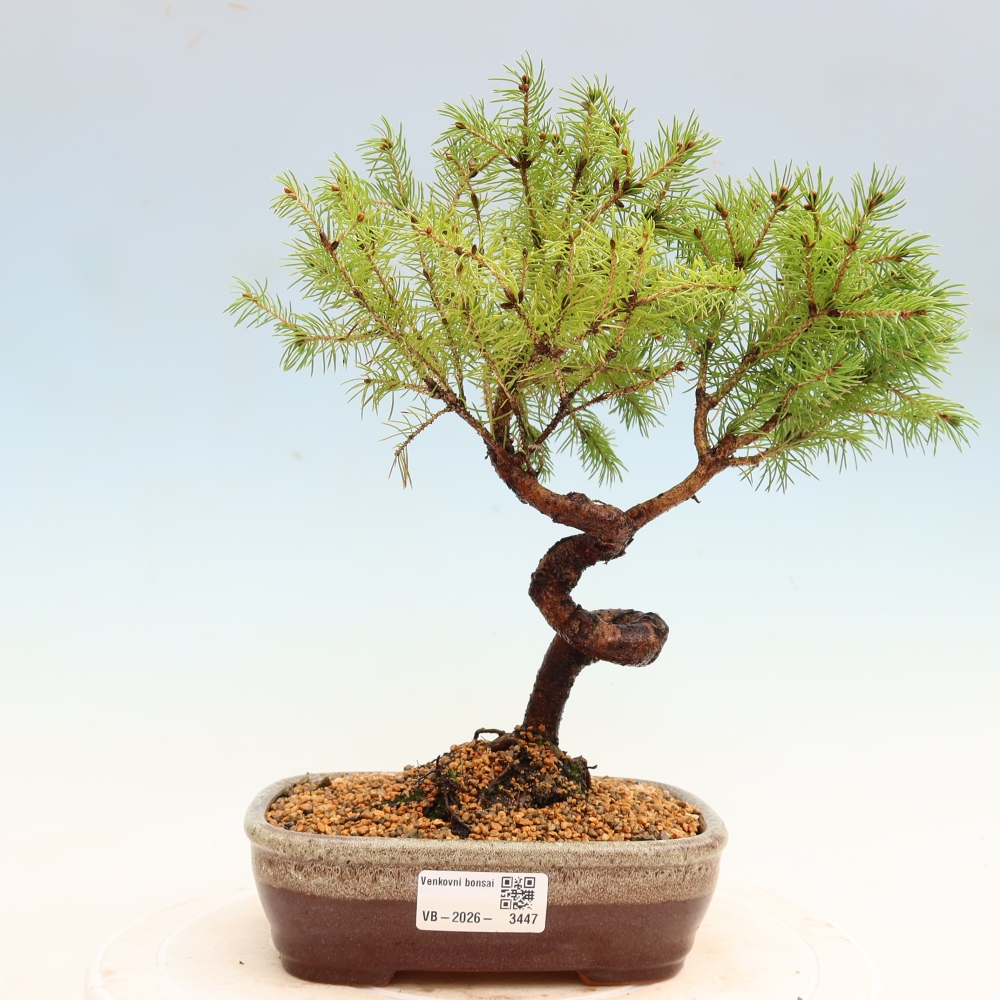 Bonsaï d'extérieur - Épicéa glauque - Picea glauca globe