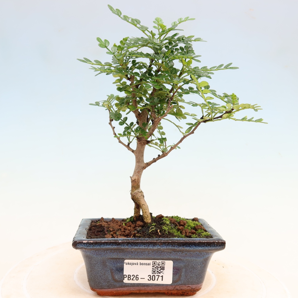 Salle bonsaï - Zantoxylum piperitum - arbre à poivre