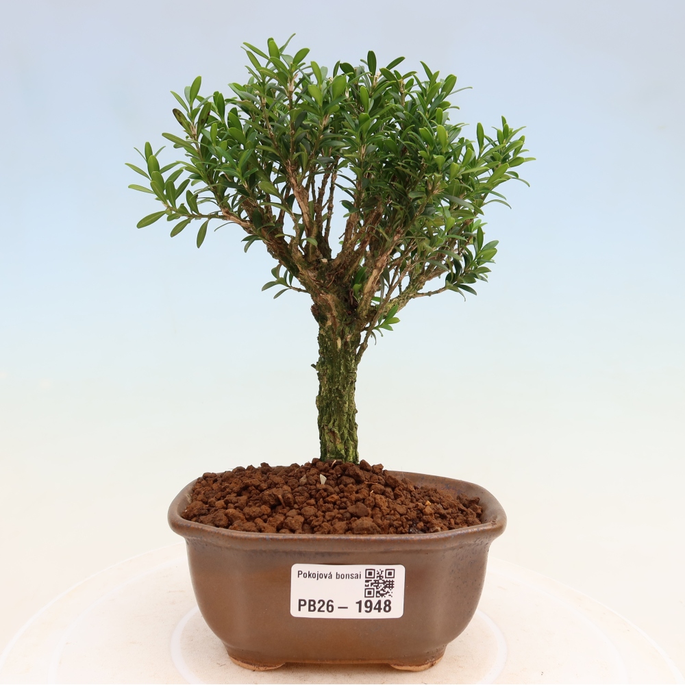Bonsaï de chambre - Buxus harlandii - buxus liège