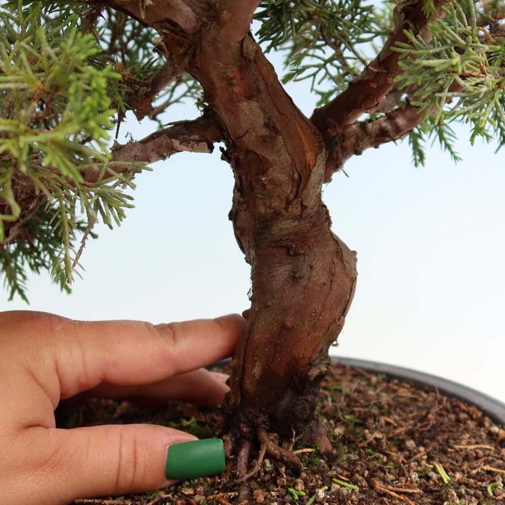 Bonsaï d'extérieur - Juniperus chinensis Itoigawa-Juniperus chinensis