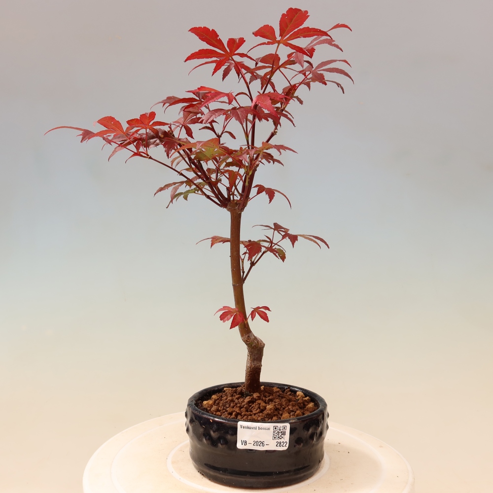 Bonsaï d'extérieur - Acer palm. Atropurpureum-Javor palmate