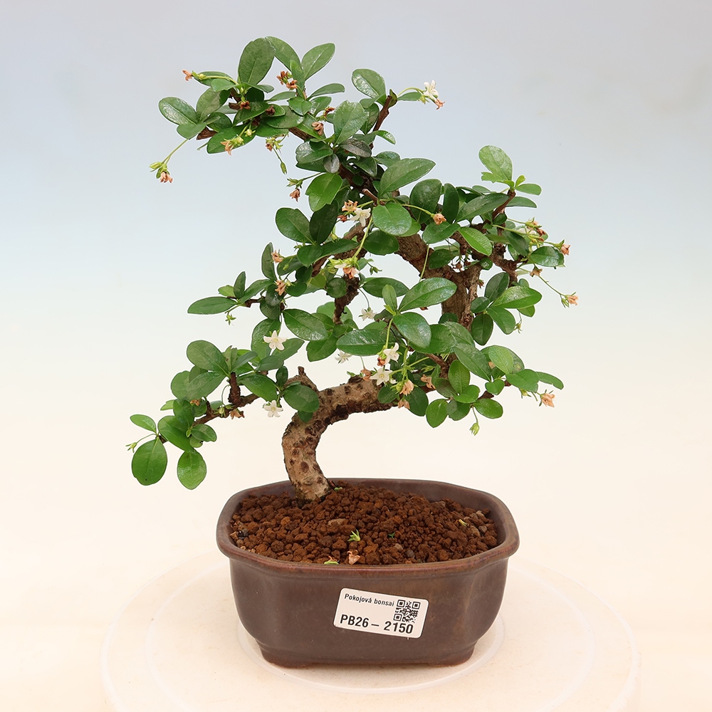 Bonsaï de chambre - Carmona macrophylla - Tea fuki