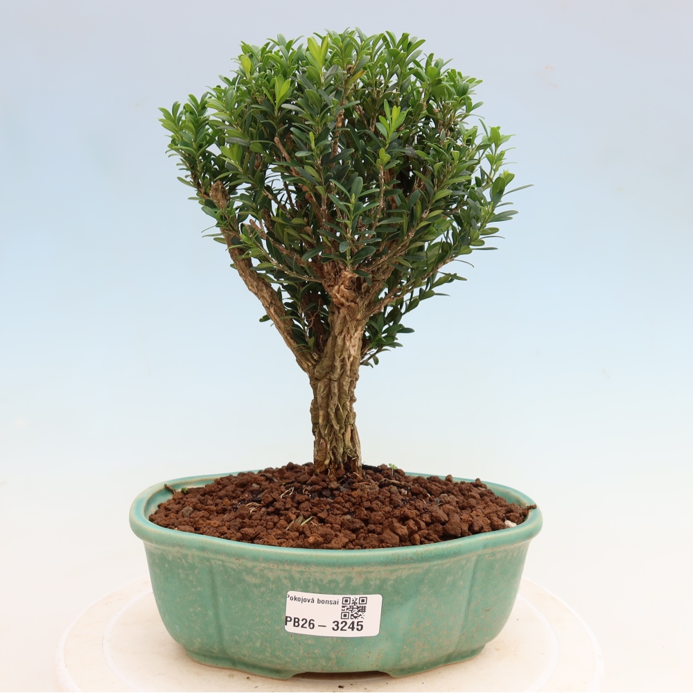 Bonsaï de chambre - Buxus harlandii - buxus liège
