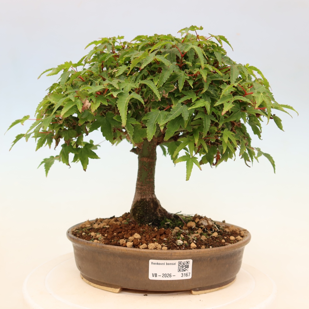 Acer palmatum KIOHIME - Érable palmé