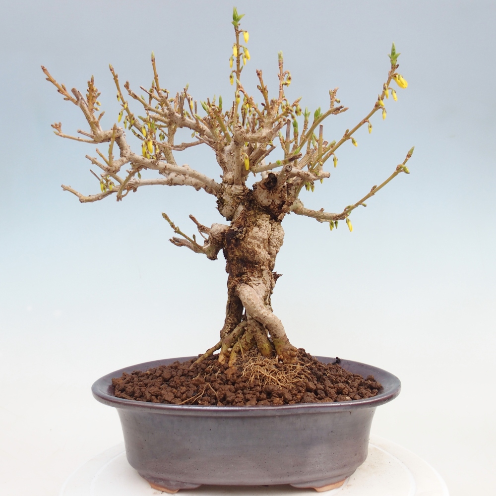 Bonsaï d'extérieur - Zlatice - Forsythia koreana