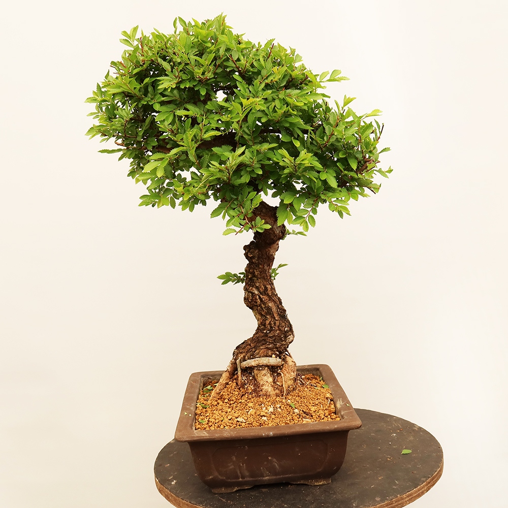 Bonsaï d'extérieur - Zelkova - Zelkova NIRE