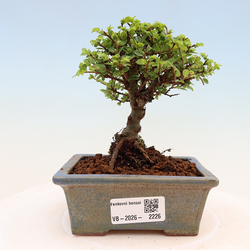 Bonsaï d'extérieur - Ulmus parvifolia Sagei - Orme à petites feuilles