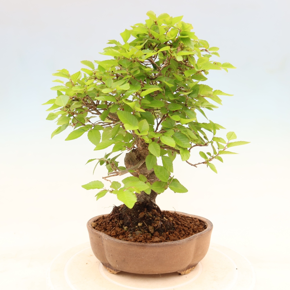 Bonsaï d'extérieur -Carpinus Coreana - Charme de Corée