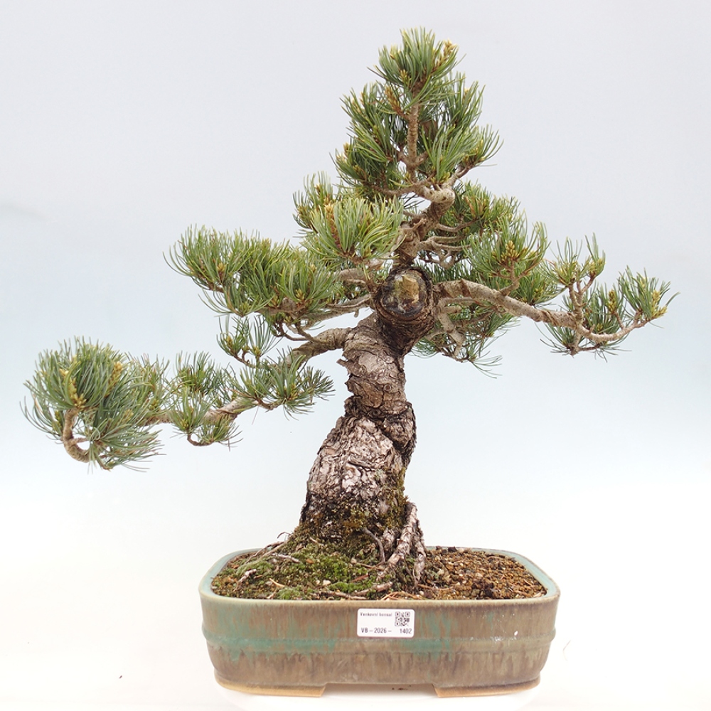 Bonsaï d'extérieur - Pinus parviflora - Pinus parviflora