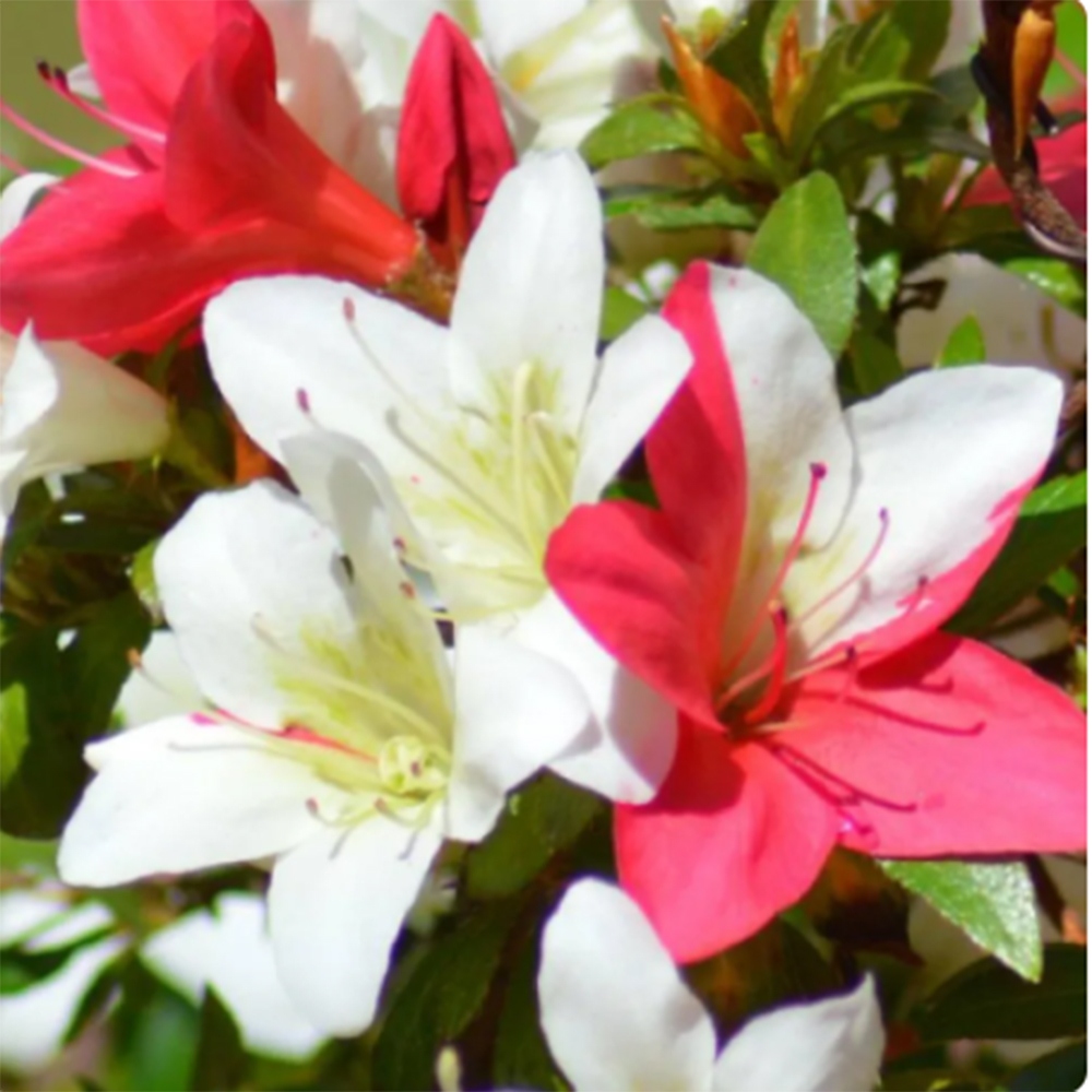 Bonsaï d'extérieur - Azalée japonaise - Azalée CHIHIRO