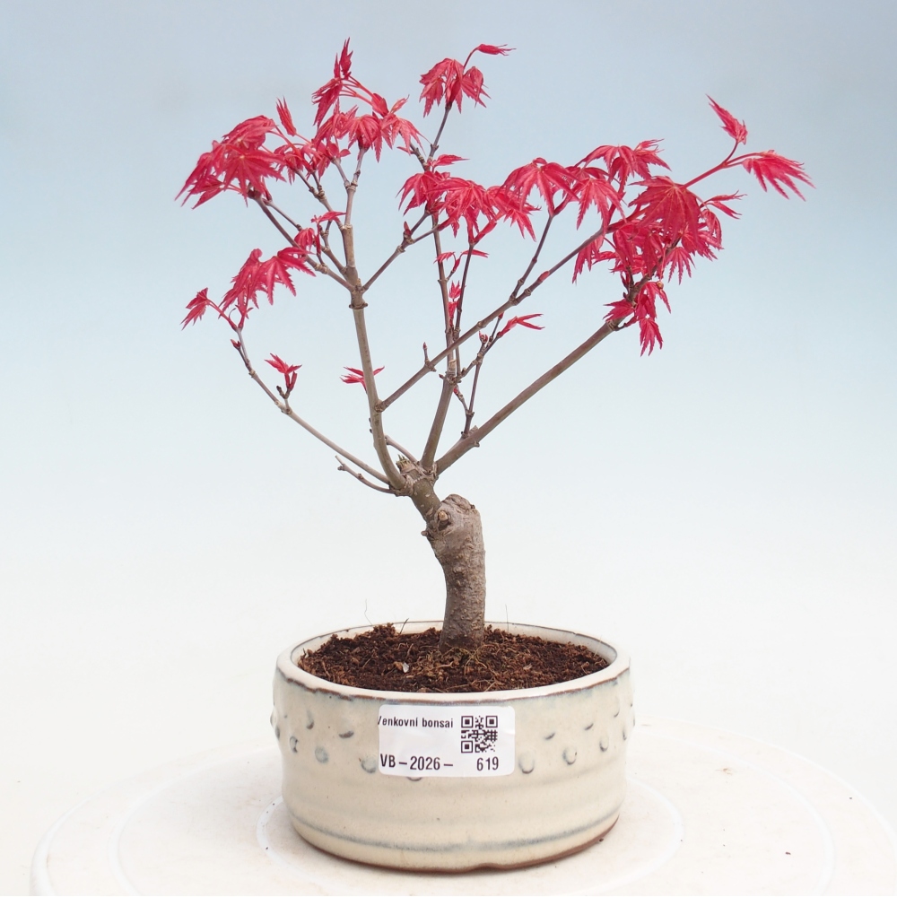 Bonsaï d'extérieur - Acer palmatum DESHOJO