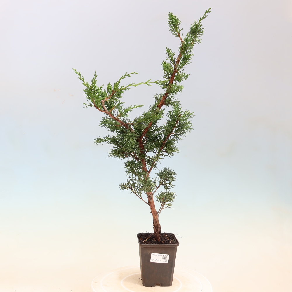 Bonsaï d'extérieur - Juniperus chinensis Kishu