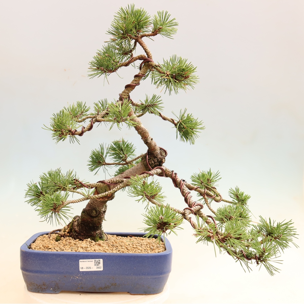 Bonsaï d'extérieur - Pinus mugo Humpy  - Pin nain