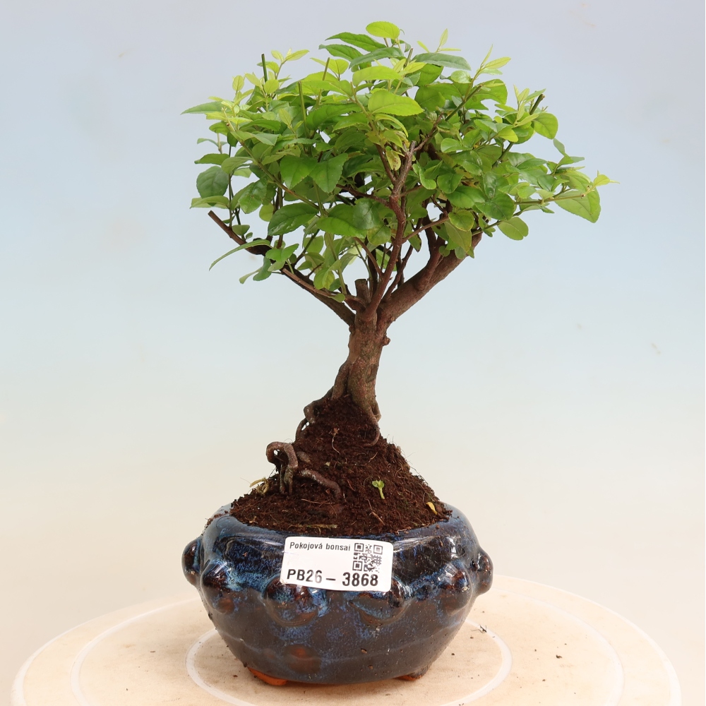 Bonsaï de chambre - Sageretia thea - Sageretia thea