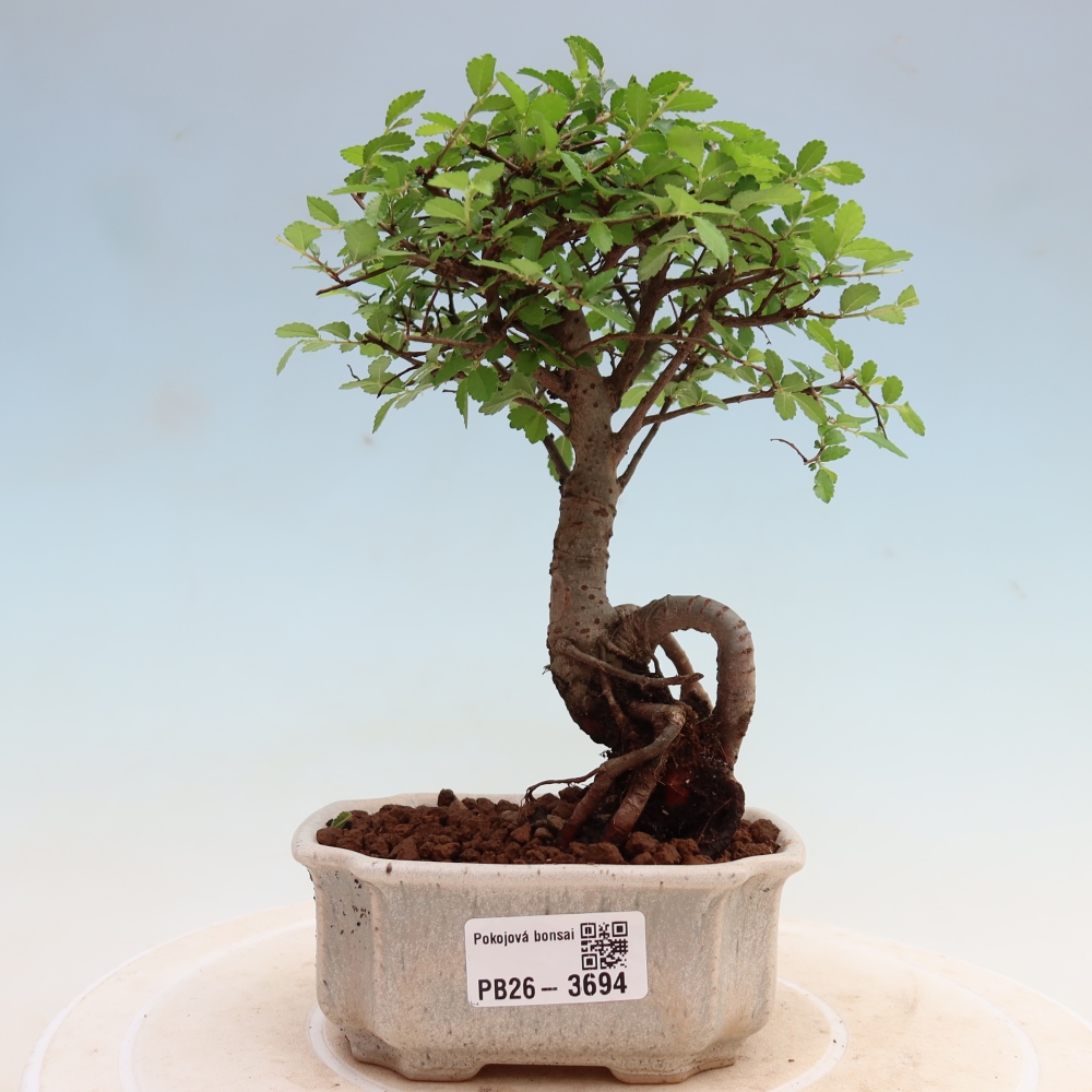 Bonsaï de chambre - Ulmus parvifolia - Orme à petites feuilles