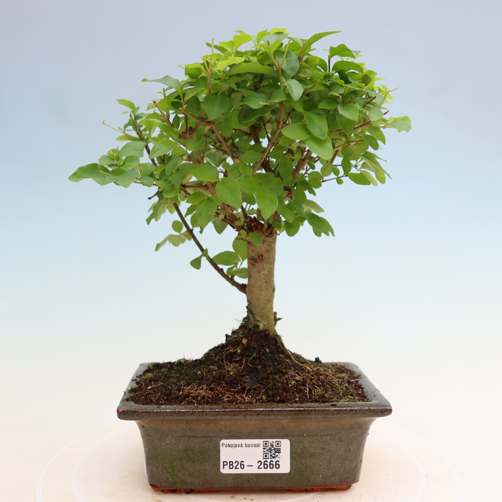 Bonsaï de chambre -Ligustrum chinensis - Bec d'oiseau