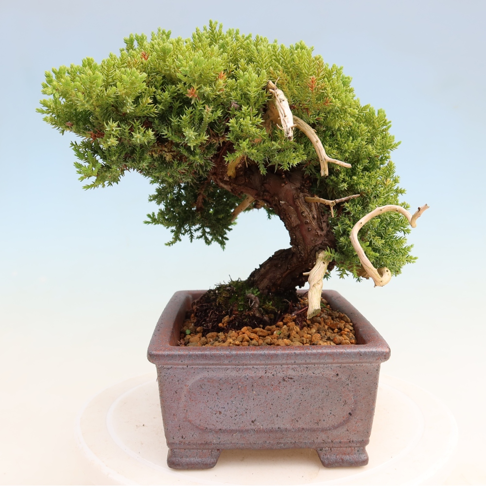 Bonsaï d'extérieur - Juniperus procumbens - Juniperus procumbens