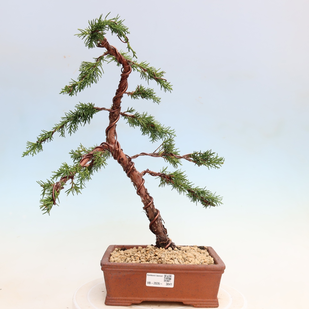 Bonsaï d'extérieur - Juniperus chinensis Kishu