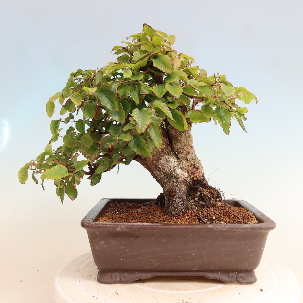 Bonsaï d'extérieur -Carpinus CARPINOIDES - Charme de Corée