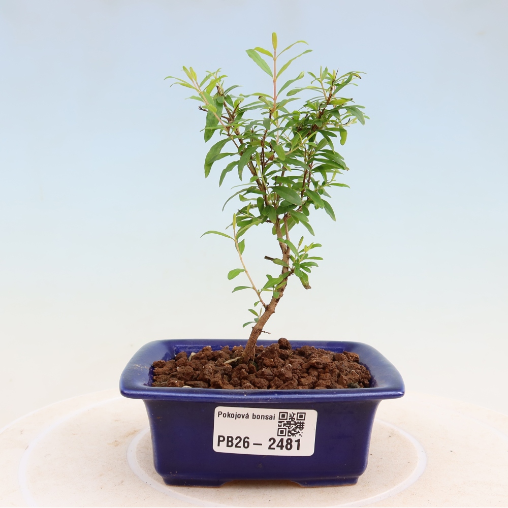 Bonsaï de chambre-PUNICA granatum nana-Pomme grenat