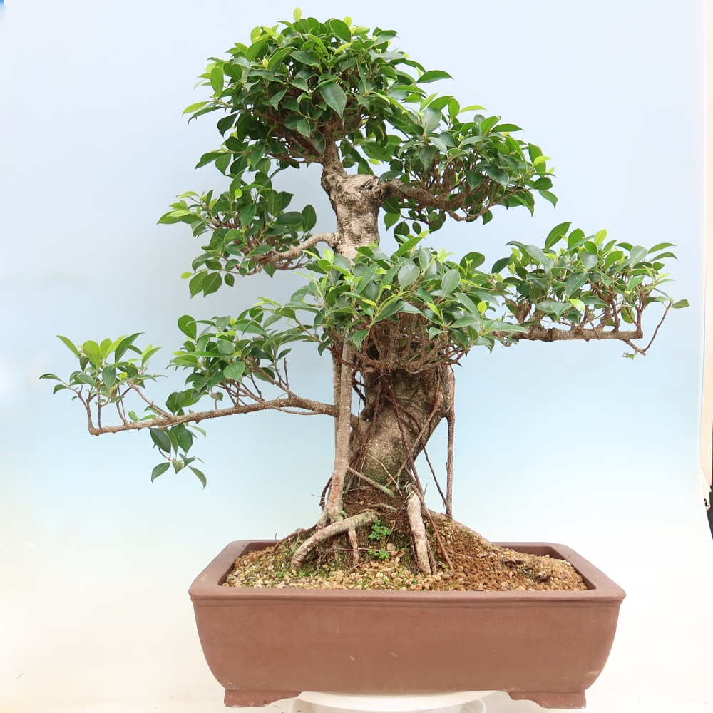 Salle bonsaï - Ficus kimmen - ficus à petites feuilles