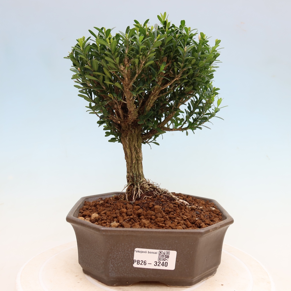 Bonsaï de chambre - Buxus harlandii - buxus liège
