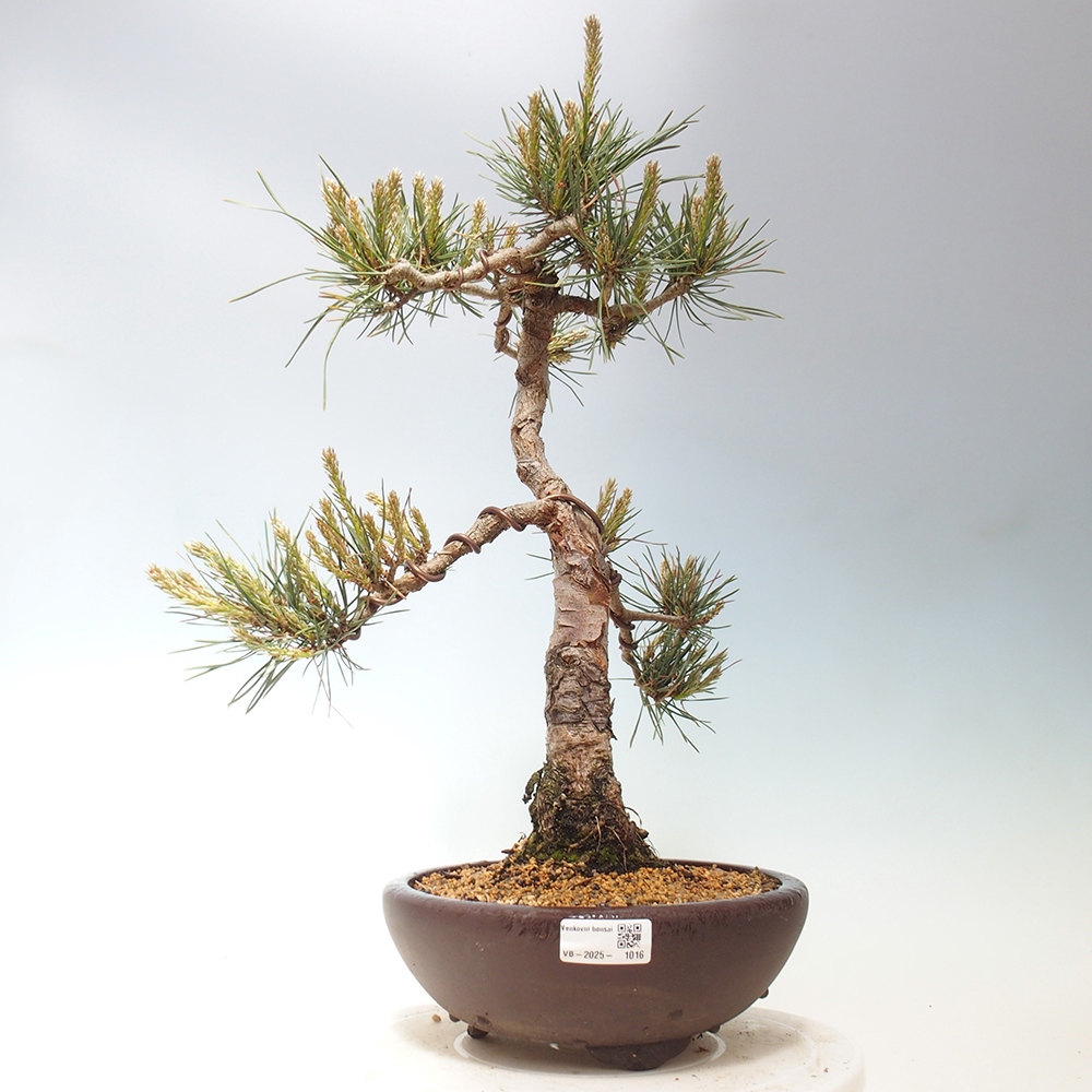 Bonsaï d'extérieur - Pinus Sylvestris Watererri - Pin sylvestre