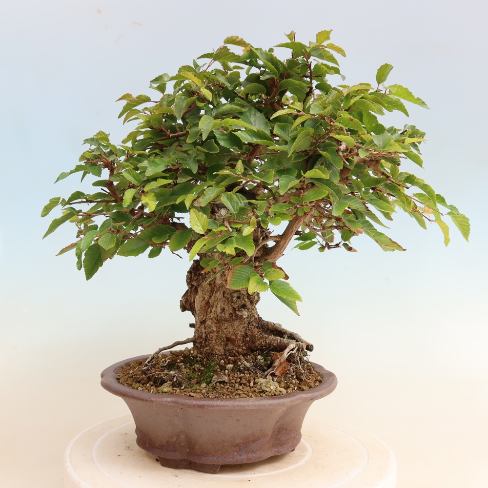 Bonsaï d'extérieur -Carpinus CARPINOIDES - Charme de Corée