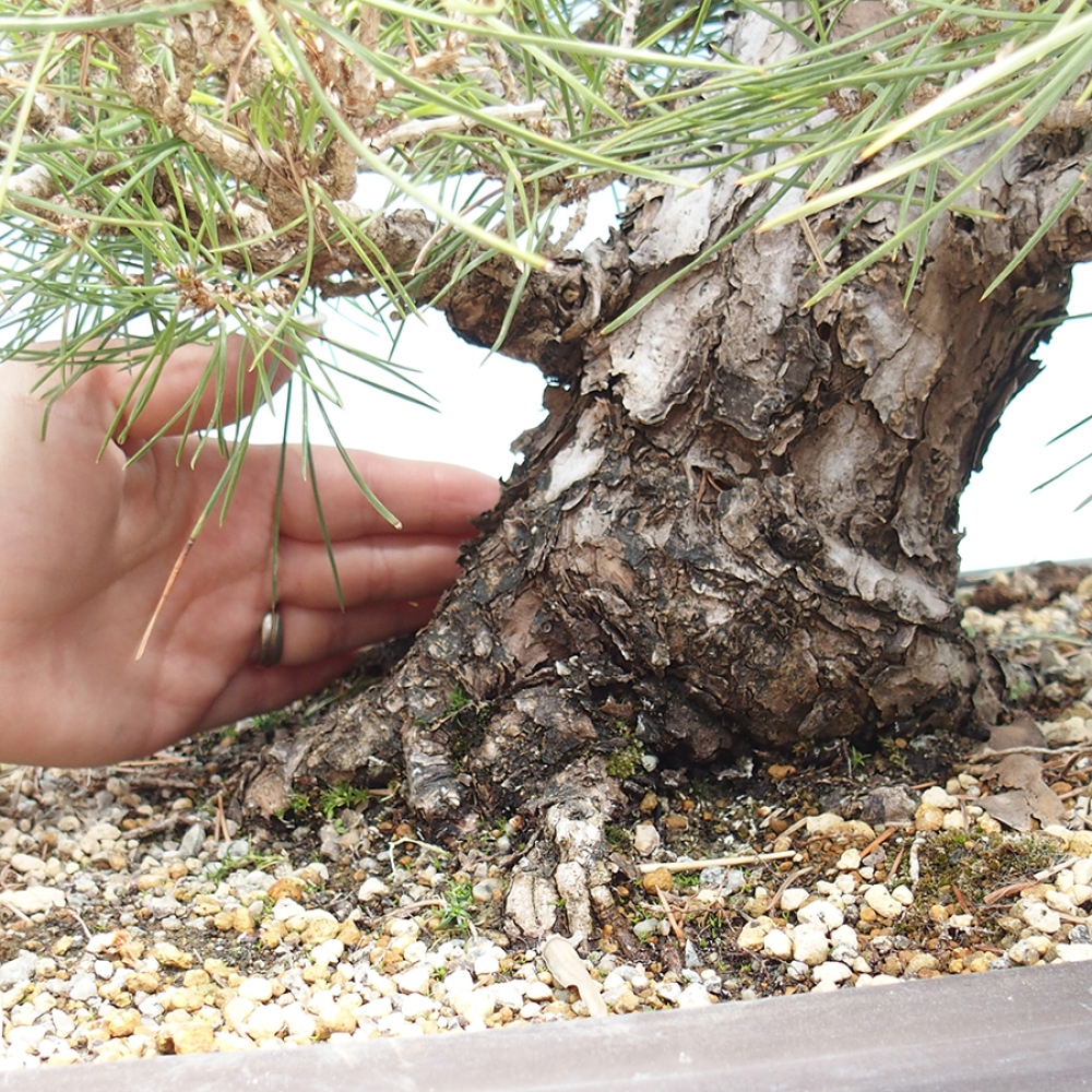 Bonsaï d'extérieur - Pinus thunbergii - Pin de Thunberg