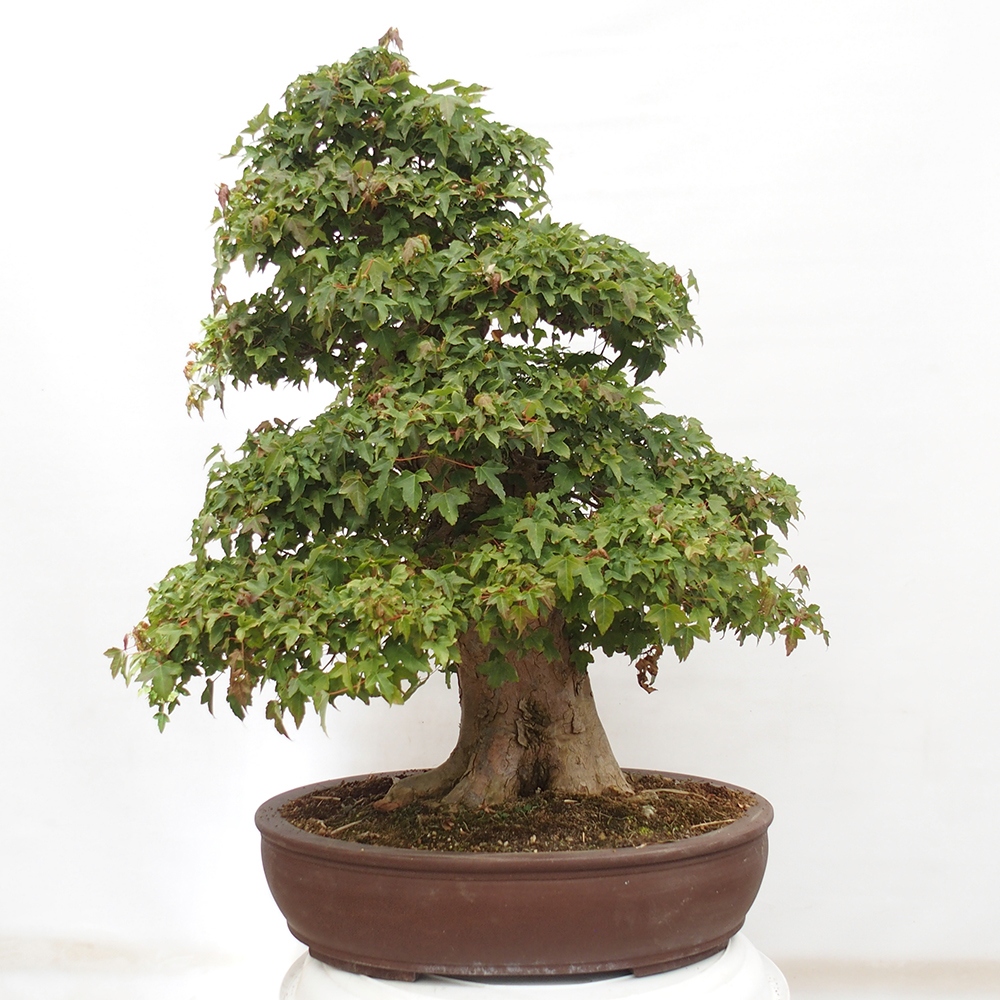 Bonsaï d'extérieur - Acer Buergerianum - Burger Maple