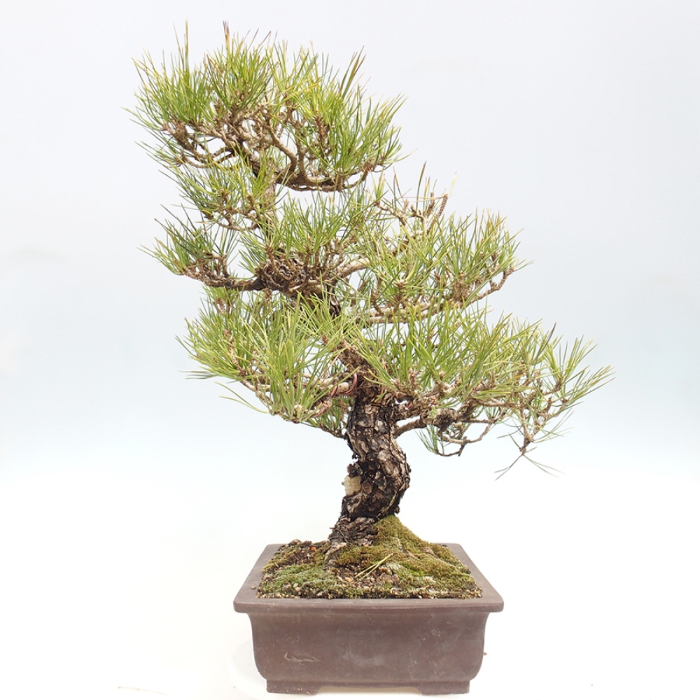 Bonsaï d'extérieur - Pinus thunbergii - Pin de Thunberg
