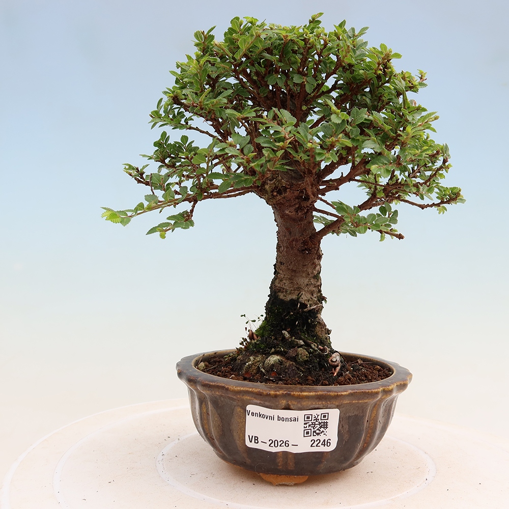 Bonsaï d'extérieur - Ulmus parvifolia Sagei - Orme à petites feuilles