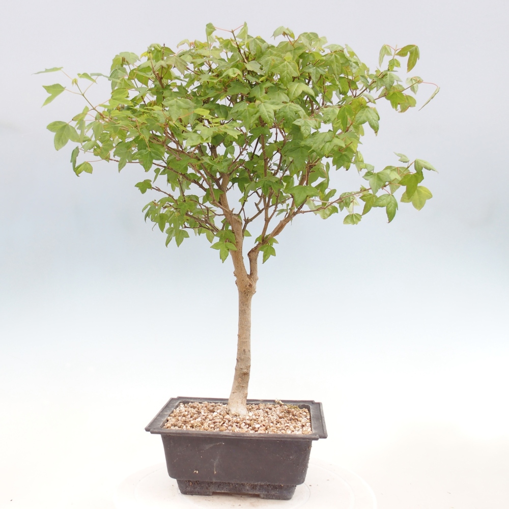 Bonsaï d'extérieur - Acer Buergerianum - Burger Maple