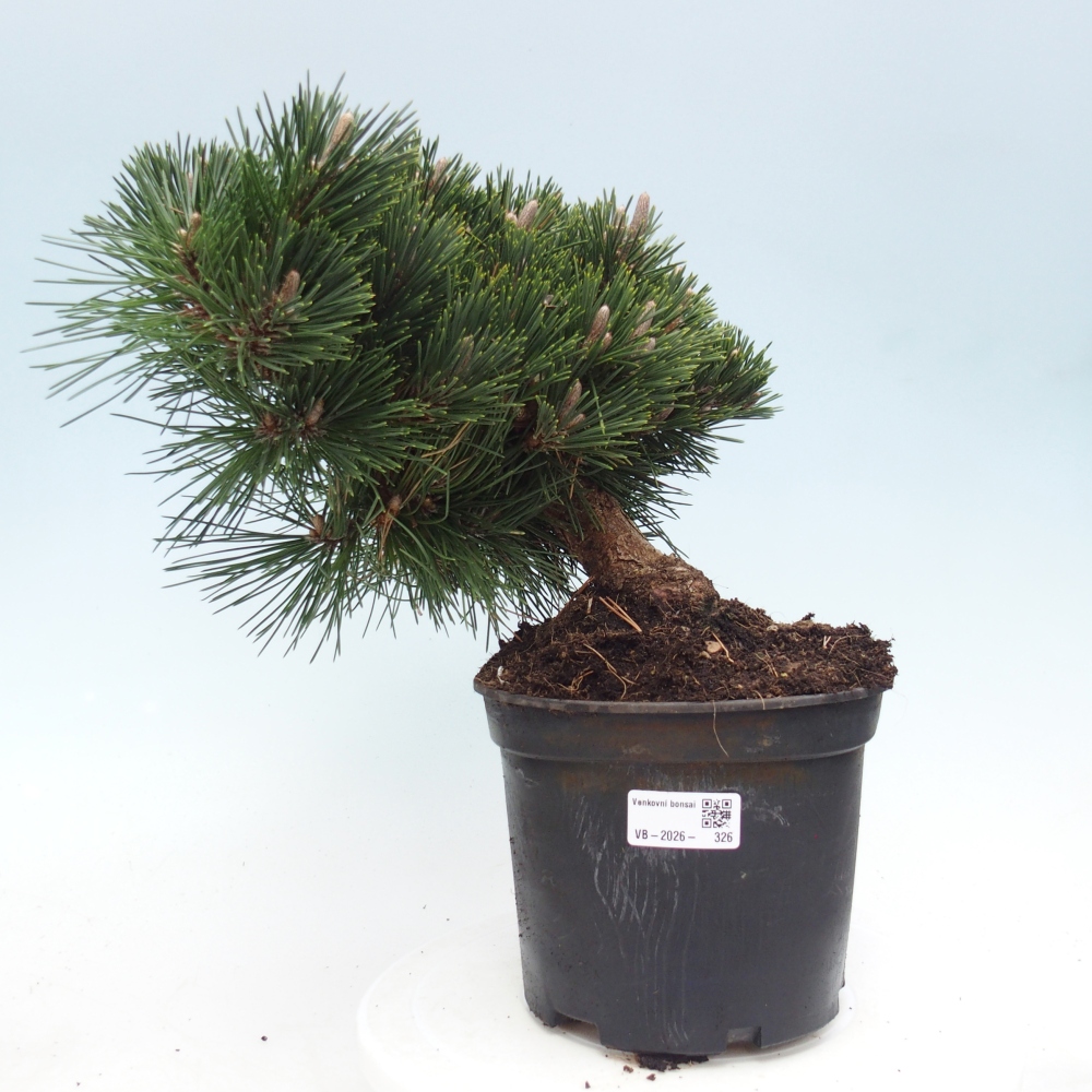 Bonsaï d'extérieur - Pinus thunbergii senjyumaru - Pin de Thunberg