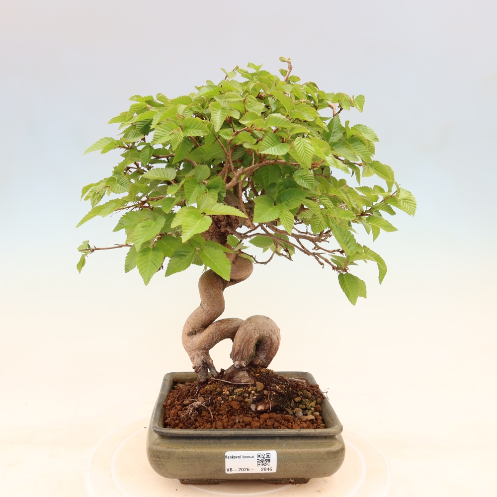 Bonsaï d'extérieur -Carpinus Coreana - Charme de Corée
