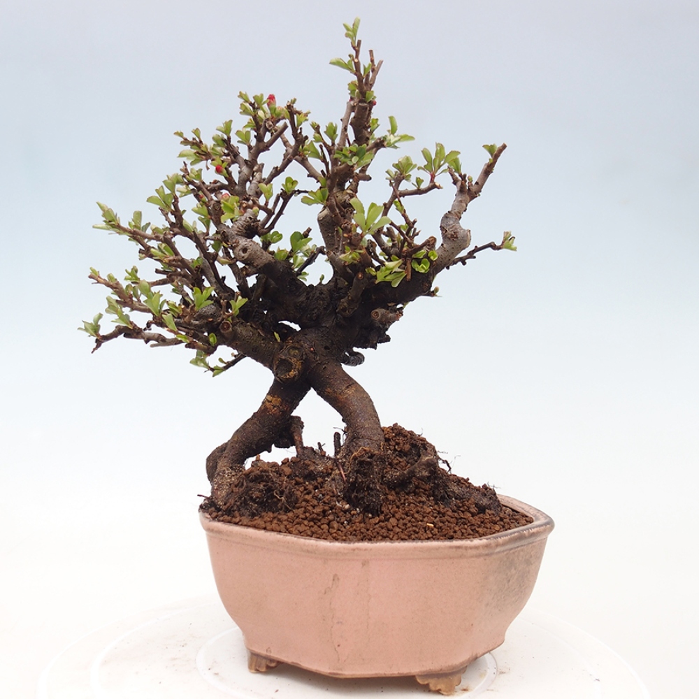 Bonsaï d'extérieur - Chaneomeles speciosa - Coing