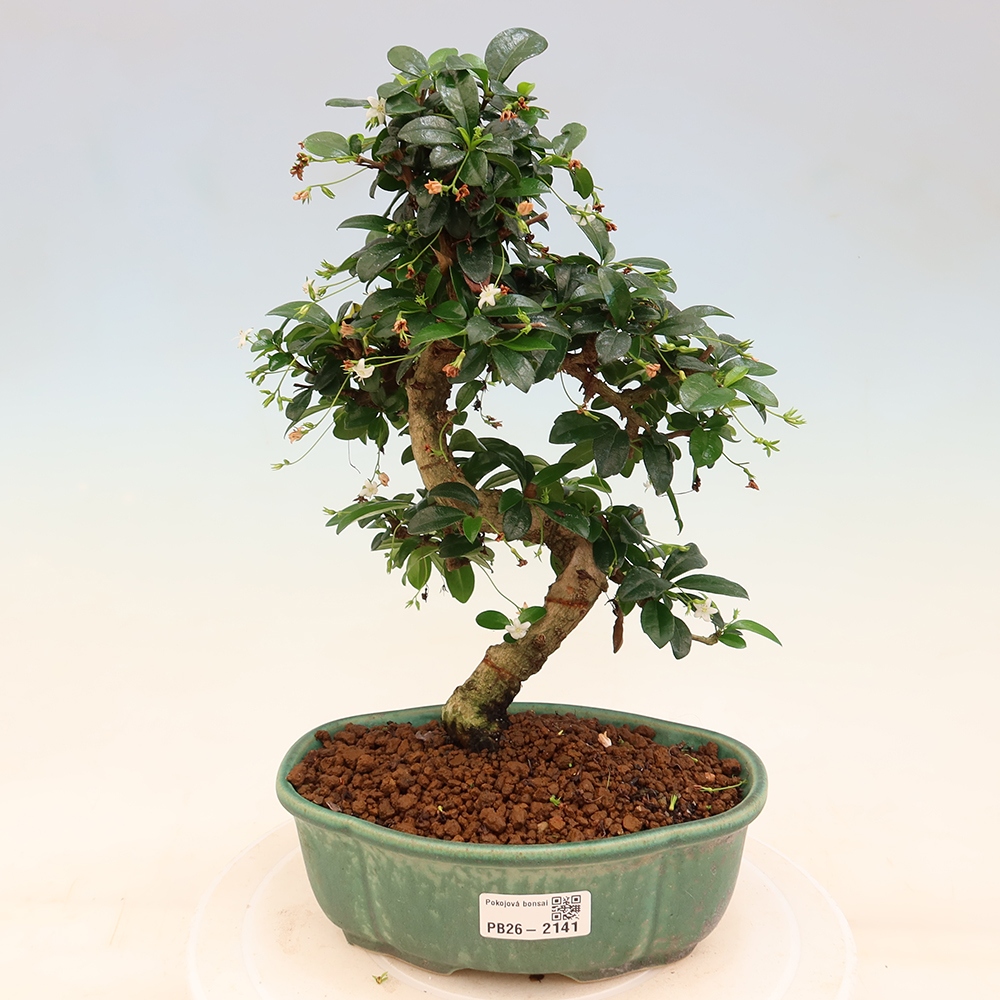 Bonsaï de chambre - Carmona macrophylla - Tea fuki