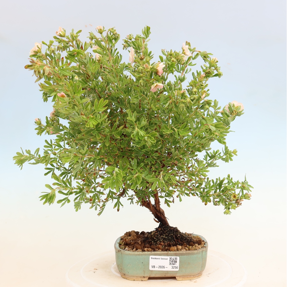 Bonsaï d'extérieur - Potentille arbustive - Potentilla fruticosa Bellissima